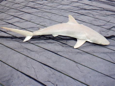 Blacknose Shark in May 2022 by Austin D West · iNaturalist