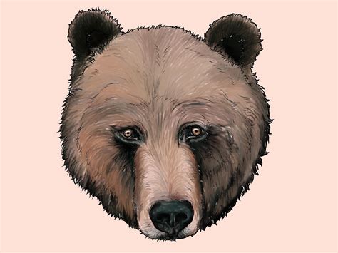 Easy Bear Face Drawing at GetDrawings | Free download