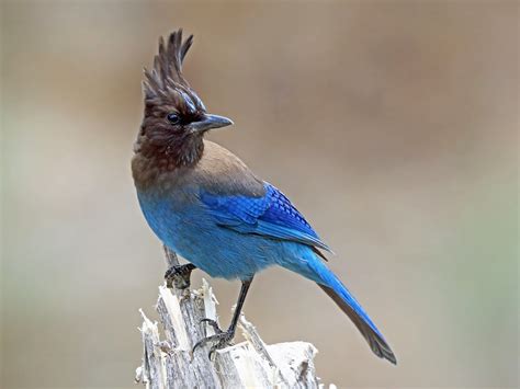 Steller's Jay - eBird