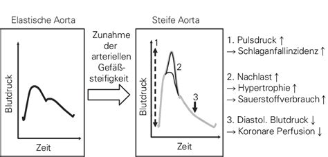 Hemodynamic consequences of arterial stiffening (on the right): (1)... | Download Scientific Diagram