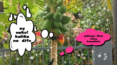 #bird #uwak BIRD STEALING MY PAPAYA😂😂😂 - YouTube