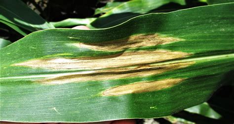 Northern Corn Leaf Blight | Texas Row Crops Newsletter