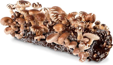 Organic Shiitake Mushroom Kit - Ultimate Homegrown Delight