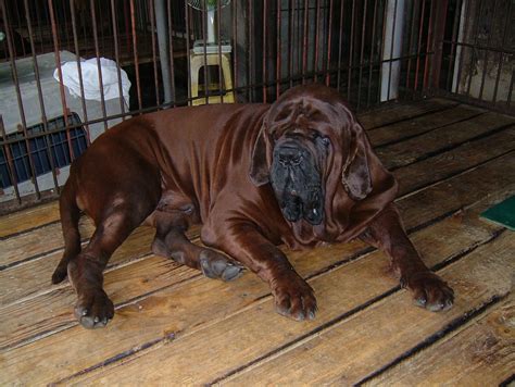 Korean Mastiff Breeders and Puppies for Sale - RED DRAGON KENNELS