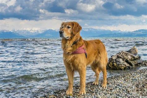 3-Year-Old Golden Retriever – What You Need to Know - Retriever Advice