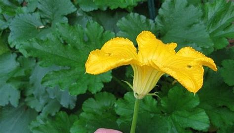 How to Prevent Blossom End Rot in Zucchini Squash by Hand Pollinating | Garden Guides