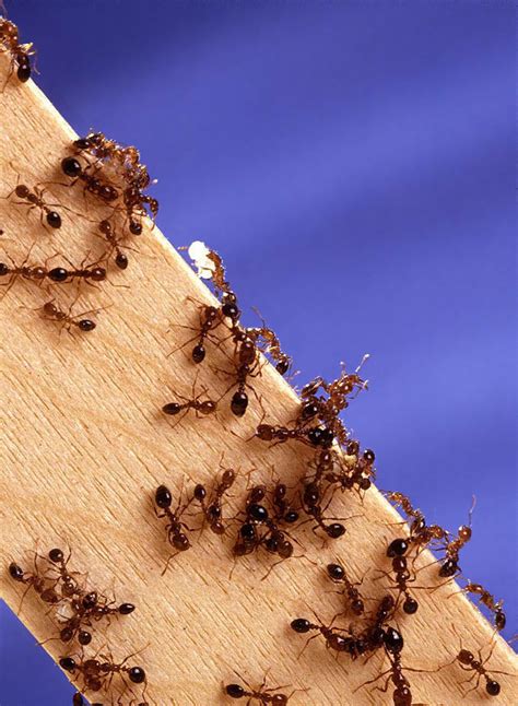 AgFax Blog: I hate fire ants.