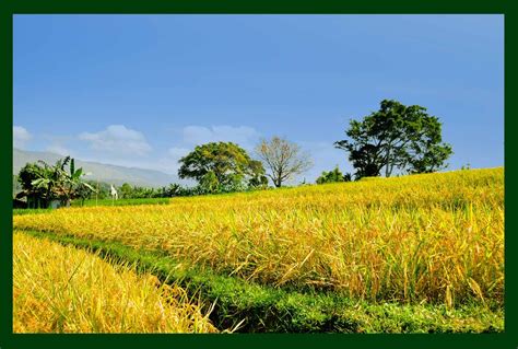 Gambar Pemandangan Sawah Padi - Gambar Pemandangan | Pemandangan, Lukisan lanskap, Gambar