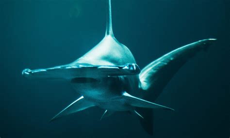 5 Fun Facts You Probably Don't Know About Hammerhead Sharks - Our Funny ...