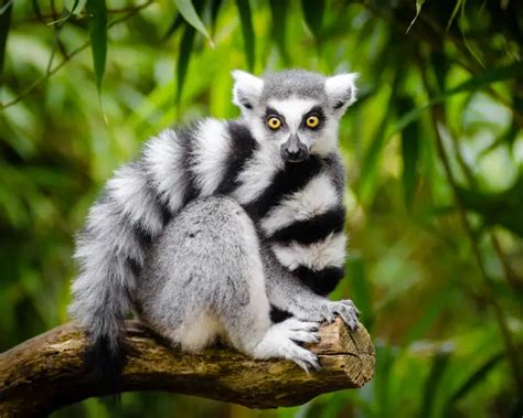 Ring-Tailed Lemur - Facts, Diet, Habitat & Pictures on Animalia.bio