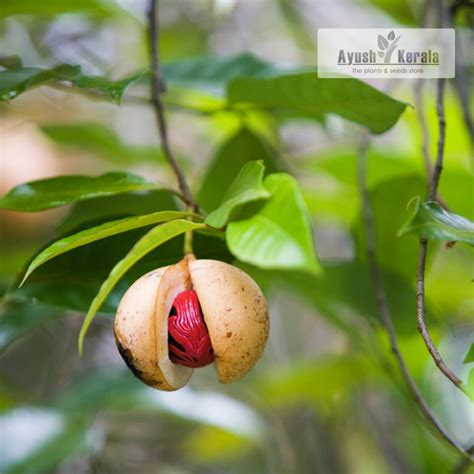 Buy Nutmeg (Jaadhika) Spice Plant Online | Kerala Nursery