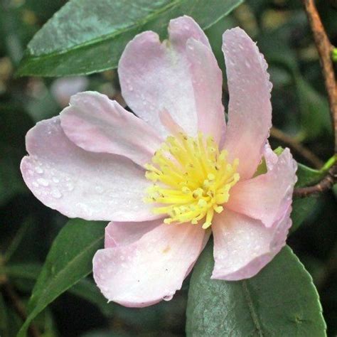 Camellia Plantation Pink – pb6.5 (80/120) – Greenleaf Nurseries