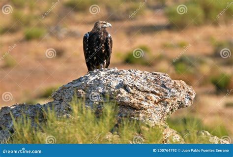 Imperial eagle stock photo. Image of fauna, black, bonellis - 200764792