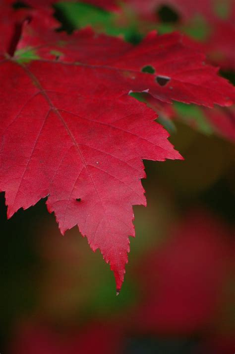 Maple Tree Varieties: Information About Maple Tree Identification