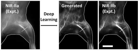 Optical Imaging in Tissue with Near-Infrared Dyes - Biotium