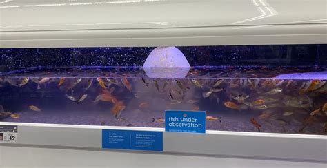 Petco goldfish tanks are always bad but this one was extra awful - all the fish gasping for air ...