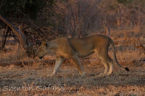 The maneless male lion of South Luangwa - Africa Geographic