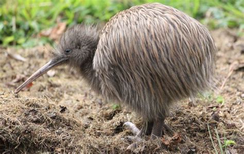 Southern brown kiwi - Alchetron, The Free Social Encyclopedia