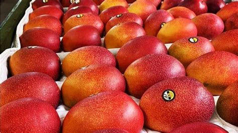 Miyazaki: This mango variety being grown in MP could cost you Rs 2.7 lakh per kilogram - India News