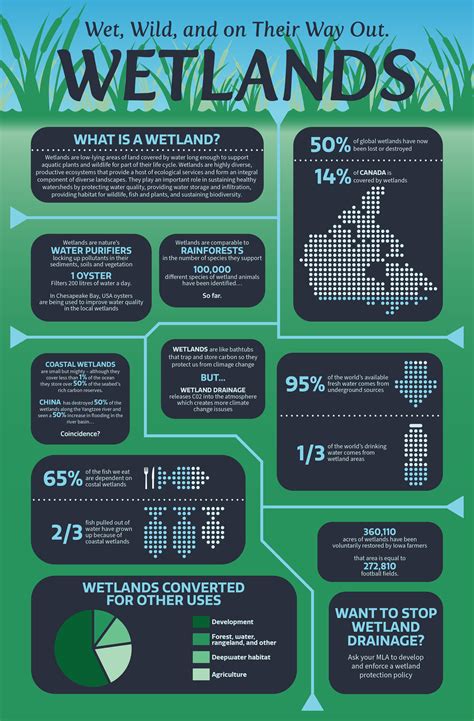 Wetlands Infographic - Kyle Pereira