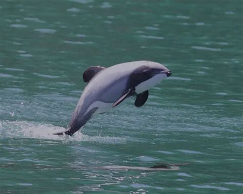 Hector's Dolphin - Facts, Diet, Habitat & Pictures on Animalia.bio