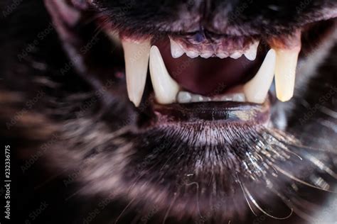 A horizontal black and white shot of the front teeth and fangs of a cat for three years old ...