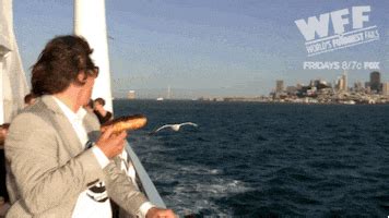 Seagull GIFs - Find & Share on GIPHY