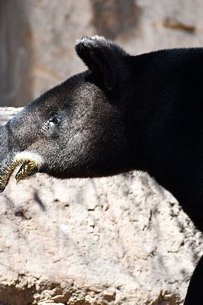 Mountain Tapir - CMZoo