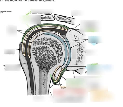 Diagram of Articular capsule of shoulder | Quizlet