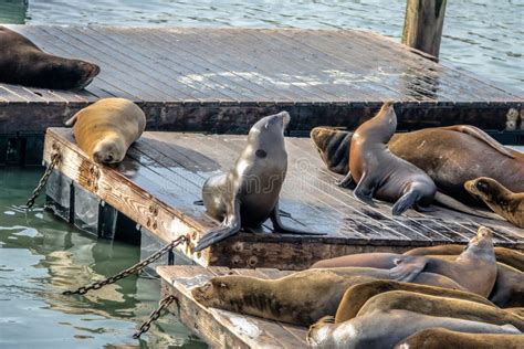 Sea Lions of Pier 39 at Fishermans Wharf - San Francisco, California, USA Stock Photo - Image of ...