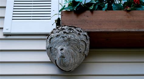 Hornet Nest Removal: How To Get Rid Of Hornets Safely and Easily