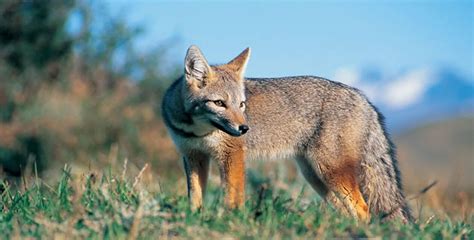 Patagonian Wildlife: Go Searching for These Animals in Patagonia