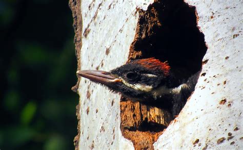 Woodpecker Nests: Everything You Need to Know