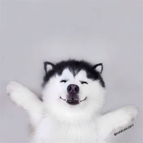 This Smiling Siberian Husky Will Put An End To All Your Woes