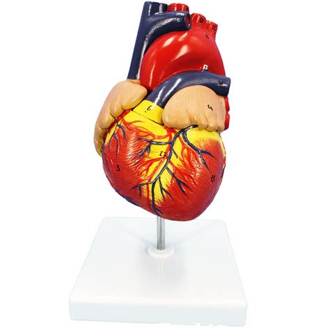 Buy Veipho Heart Model, Heart Model Anatomy with Stand, Human Heart Models Anatomy Life Size, 2 ...