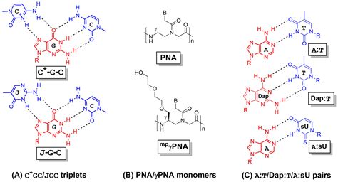 Molecules | Free Full-Text | Peptide Nucleic Acids and Gene Editing: Perspectives on Structure ...