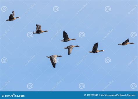 V Shaped Flock of Greater White-fronted Geese Stock Image - Image of mechelen, anser: 112261585