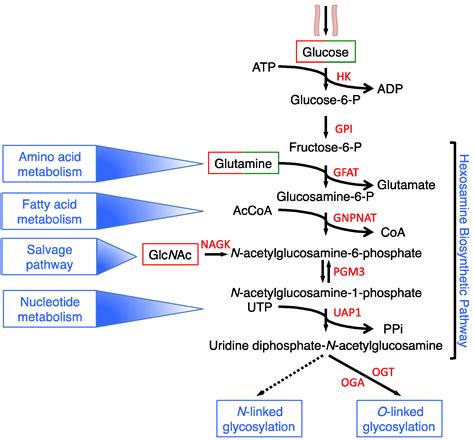 Cells | Free Full-Text | The Nutrient-Sensing Hexosamine Biosynthetic Pathway as the Hub of ...