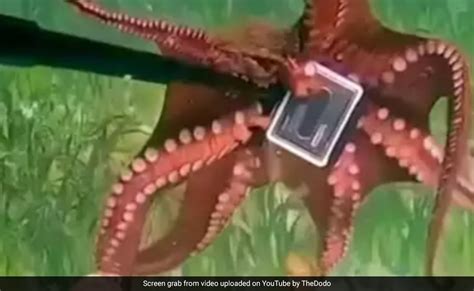 Watch: Octopus Steals Australian Diver's GoPro Camera, 'Tug Of War' Ensues