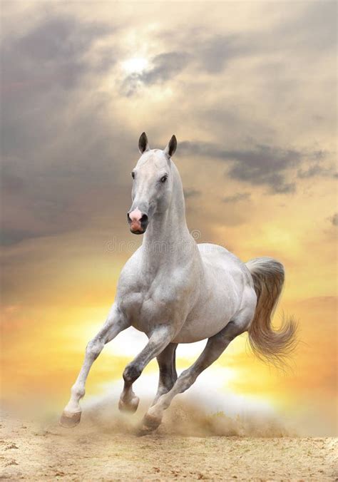 White horse in sunset stock image. Image of runner, ground - 21620441