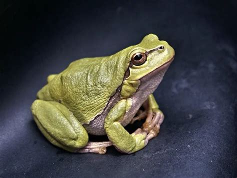 What Do Frogs Eat? (15+ Common Foods you need to know) – AnimalTriangle