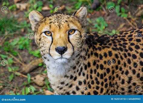 Cheetah close up stock photo. Image of outdoors, grass - 162514118