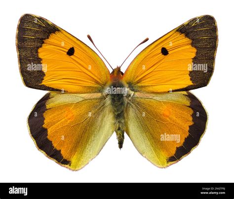 Female Colias croceus or clouded yellow butterfly (Colias crocea) isolated on white background ...