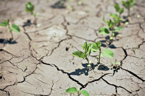 The effects of drought on agriculture