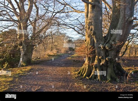 Leyburn shawl hi-res stock photography and images - Alamy