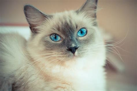 11 Cute Pictures of Ragdoll Cats