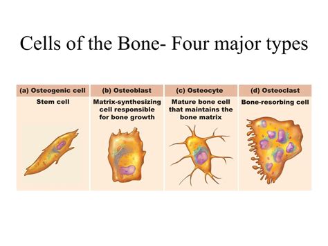 Bone Cell Diagram And Function Science Online