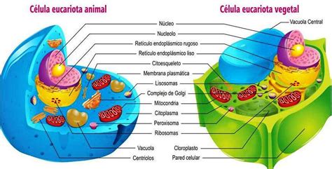 Imagenes De La Celula Animal Y Vegetal Y Sus Partes Para Colorear - Consejos Celulares