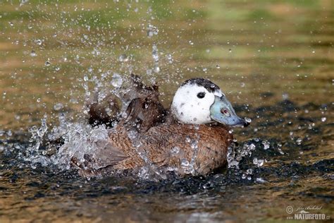 White-headed Duck Photos, White-headed Duck Images, Nature Wildlife Pictures | NaturePhoto