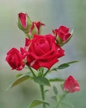 MAA Rose, Flower seeds Seed Price in India - Buy MAA Rose, Flower seeds Seed online at Flipkart.com